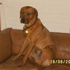 Rhodesian ridgeback Rafiki