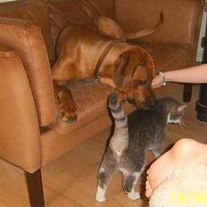 Rhodesian ridgeback Rafiki