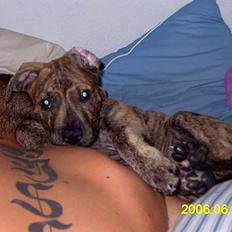 Amerikansk staffordshire terrier Castro