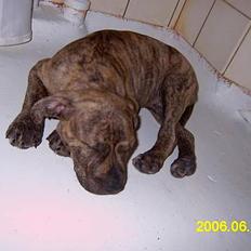 Amerikansk staffordshire terrier Castro