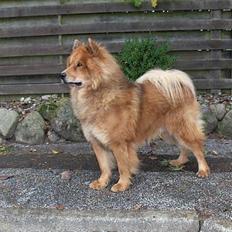Eurasier Casey (død juni 2011)