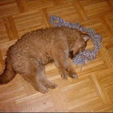 Eurasier Casey (død juni 2011)