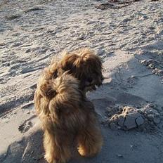 Lhasa apso Simba
