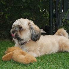 Lhasa apso Simba