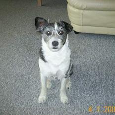 Blanding af racer Kiki