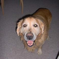 Golden retriever Dajovi´s Loui Amiga *død*