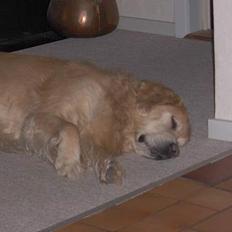 Golden retriever Dajovi´s Loui Amiga *død*