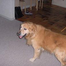 Golden retriever Dajovi´s Loui Amiga *død*