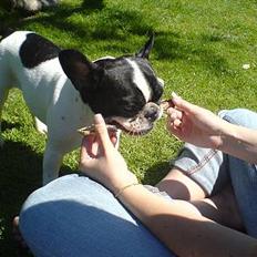 Fransk bulldog Bonnie