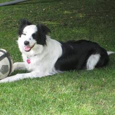 Border collie issi