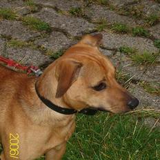 Blanding af racer Pjevs *Ny ejer*