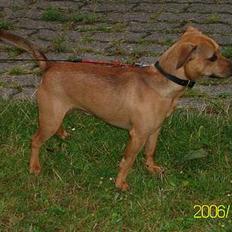 Blanding af racer Pjevs *Ny ejer*