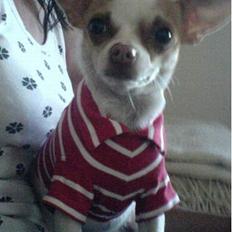 Chihuahua Chanel