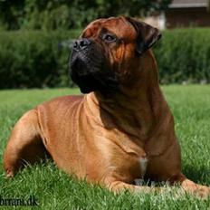 Bullmastiff Bertil
