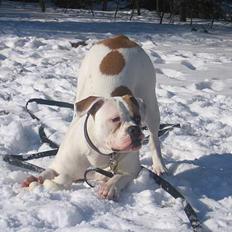 Amerikansk bulldog Morells Nala