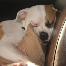 Amerikansk bulldog Morells Nala