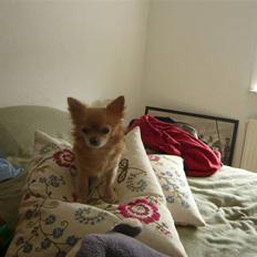 Chihuahua Mexi Zanto