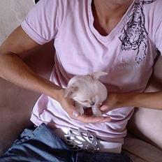 Chihuahua Mexi Zanto