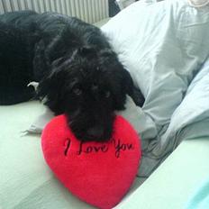 Langhåret hønsehund skipper