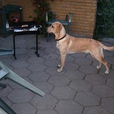 Labrador retriever Rico