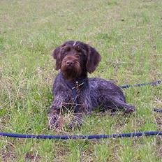 Ruhåret hønsehund "BORIS"