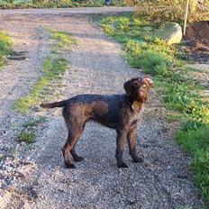 Ruhåret hønsehund "BORIS"