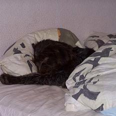 Ruhåret hønsehund "BORIS"