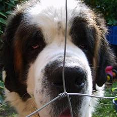 Sankt bernhardshund orlando