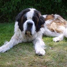 Sankt bernhardshund orlando