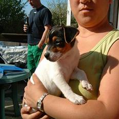 Dansk svensk gaardhund NORDCH KLBCH Bianca