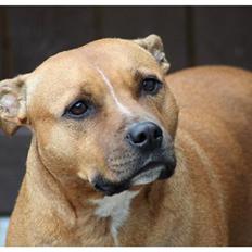 Staffordshire bull terrier Chili