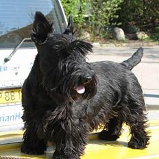 Skotsk terrier Harley D
