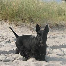 Skotsk terrier Harley D