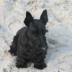 Skotsk terrier Harley D