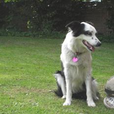 Border collie issi