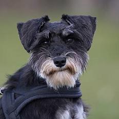 Dvaergschnauzer * ( `´SINDY`´ ) * RIP 25.07.13