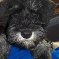 Dvaergschnauzer * ( `´SINDY`´ ) * RIP 25.07.13
