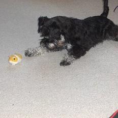 Dvaergschnauzer * ( `´SINDY`´ ) * RIP 25.07.13