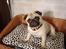 Mops Freja  2005  R.I.P. 