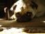Mops Freja  2005  R.I.P. 