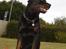 Rottweiler Zeus