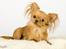 Chihuahua Jason - Hvil i fred <3 - velkommen til min profil:O)