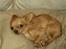 Chihuahua Jason - Hvil i fred <3 - bambi eller hund?? ;O)