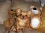 Chihuahua Jason - Hvil i fred <3 - mig og mine bamsevenner:O)