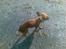 Chihuahua Jason - Hvil i fred <3 - pyyyyha endelig i land..