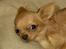 Chihuahua Jason - Hvil i fred <3 - babyfjæs