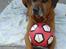 Rhodesian ridgeback Djambo - Min bold! :´D