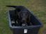 Labrador retriever Brown Hunt's Jolly Roger - Vand ... jubiiii
