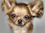 Chihuahua Jason - Hvil i fred <3 - lavet af maxi og silches mor:O)