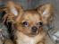 Chihuahua Jason - Hvil i fred <3 - tak fordi i gad at kigge min profil..